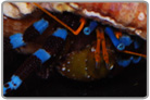 Electric Blue Knuckle Hermit Crab